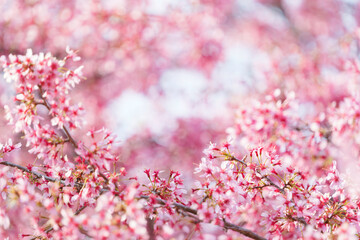 Close-up of cherry blossoms, spring plants, bright pink	
