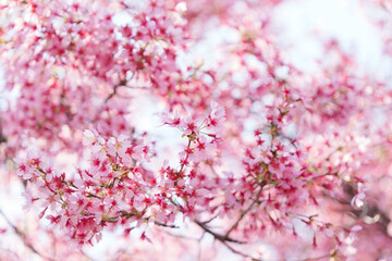 Close-up of cherry blossoms, spring plants, bright pink	

