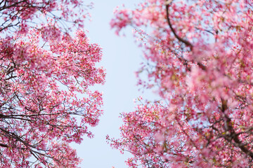 Cherry blossoms and blue sky, fresh and bright spring scenery	
