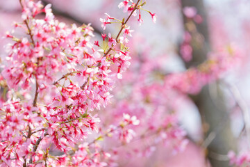Close-up of cherry blossoms, spring plants, bright pink	
