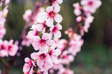 Close up of pink peach tree blossoms after rain