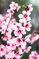 Close up of pink peach tree blossoms after rain
