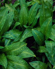 Fototapeta premium Wild garlic leaves after rain