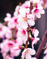 Close up of pink peach tree blossoms after rain