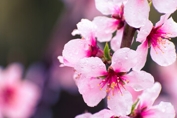 Close up of pink peach tree blossoms after rain
