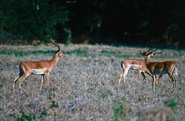 Impala rut