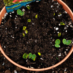 Watermelon seedlings in a pot