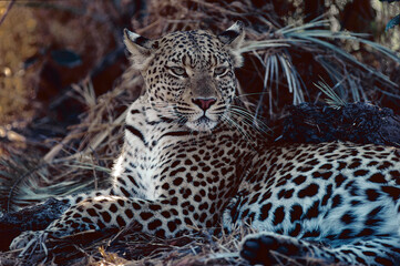 Portrait of a leopard
