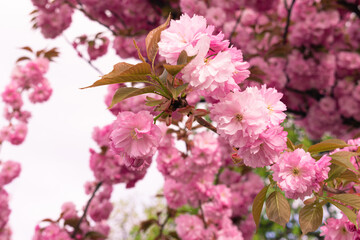 Pink cherry blossoms