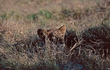 Lion cub