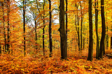 autumn forest in the autumn