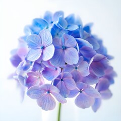 Gradient Hydrangea Florets Macro &ndash; Calming Therapy Decor, Spa Brand Backgrounds, or Serene Wall Art (Blue-Lavender Transition)