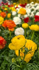 Bright yellow ranunculus flowers blooming in a colorful garden bed with red, orange and white blossoms in the background. Lush green foliage adds contrast to the vibrant spring scene.