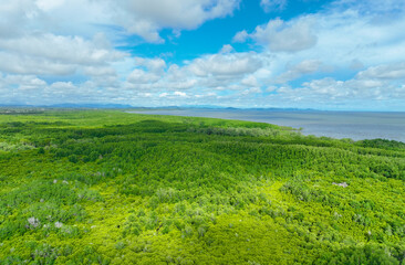 Aerial view green mangrove forest. Natural carbon sinks. Mangroves trees capture CO2. Blue carbon ecosystems. Mangroves absorb carbon dioxide emissions and mitigating global warming. Green ecosystem.