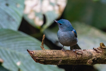 pale blue flycatcher or Cyornis unicolor seen in Karimganj, Assam, India
