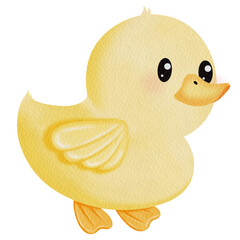 Watercolor Cute Duckling.