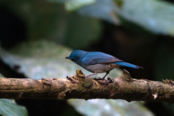 pale blue flycatcher or Cyornis unicolor seen in Karimganj, Assam, India