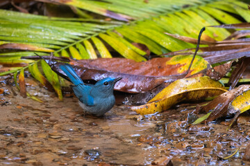 pale blue flycatcher or Cyornis unicolor seen in Karimganj, Assam, India