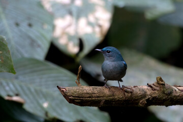 pale blue flycatcher or Cyornis unicolor seen in Karimganj, Assam, India