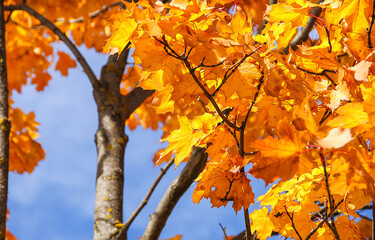 autumn maple leaves