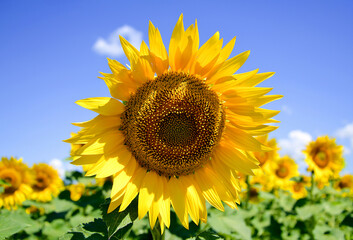 Sunflower on sunflower field