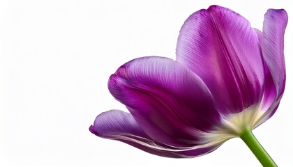 iris flower isolated on white
