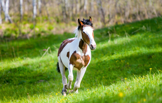 horse in the meadow - Powered by Adobe
