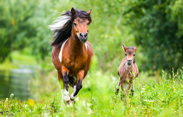 Mare and foal
