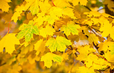 yellow maple leaves