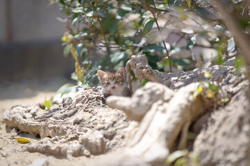 春、まだ産まれて間もない仔猫