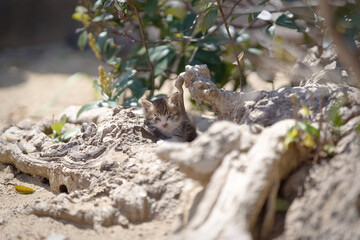 春、まだ産まれて間もない仔猫