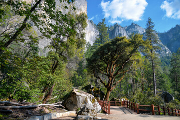 View of the lonely tree and the mountains on the background near Bridalveil Falls located in Yosemetie National Park in California