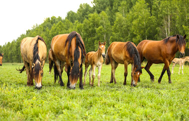 horses and foal grazing