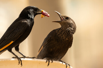 red winged blackbird