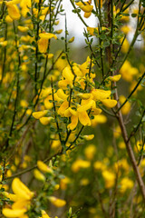Natural plant with yellow flowers and thin ascending green branches. Concept: Nature, clean air, wild, botany.