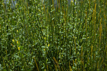 Obraz premium Natural plant ascending green branches with small leaves. Concept: Nature, clean air, wild.