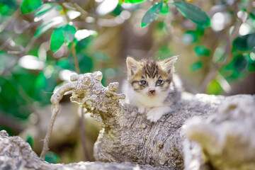春、まだ産まれて間もない仔猫