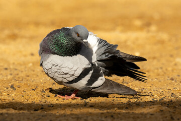 pigeon on the ground