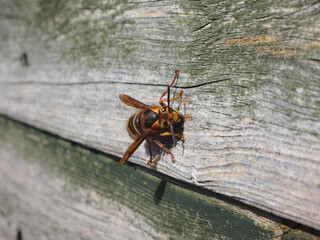 The European hornet (Vespa crabro), queen rasping wood from a garden shed wall