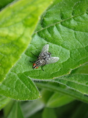 The common flesh fly (Sarcophaga carnaria s.l.), female sitting on a green leaf