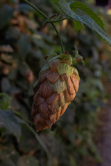 Hop fruit in the morning dew