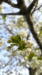 White cherry blossom buds and a single blooming flower on a spring branch with green leaves. Macro photo capturing early blooming stage with soft light and natural background blur.