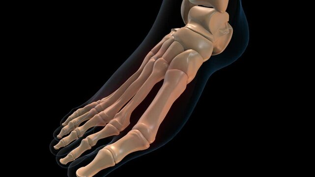 human skeleton metatarsal bones pain anatomy for medical concept 3D rendering