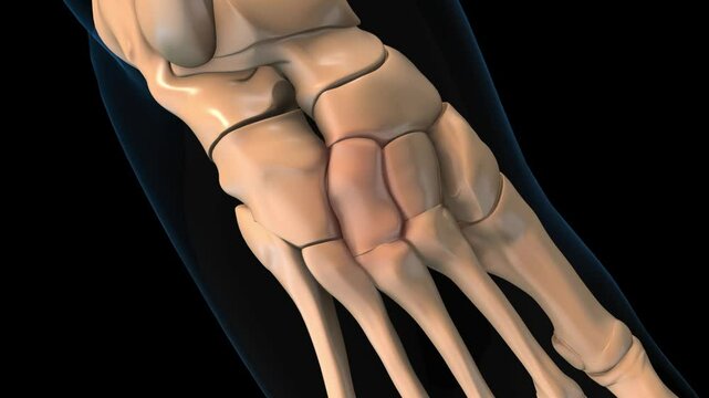 human skeleton lateral cuneiform bone pain anatomy for medical concept 3D rendering