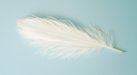 Obraz premium Uma pena delicada flutua suavemente contra um fundo azul-claro em um ambiente de estúdio.