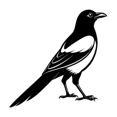 Download Magpie Bird Silhouette   Vector Art And Illustration  Svg File For Design.