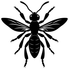 Mud dauber silhouette vector illustration 