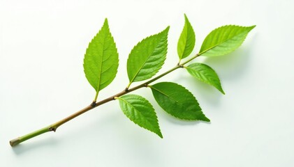 Single branch with intricate details against white background, natural world, greenery