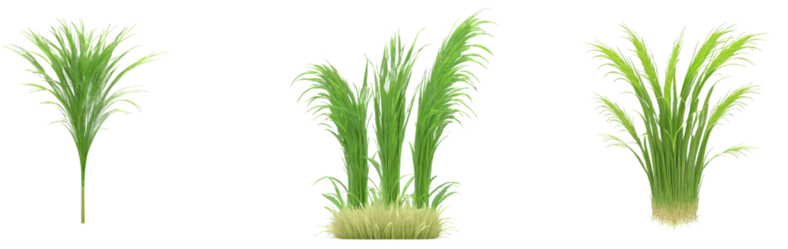 Rice plant PNG or 3D model with transparent background, ideal for agricultural themes, educational visuals, cultural designs, symbolizing growth, harvest, and sustainability.

