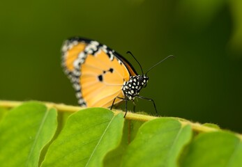 monarch butterfly